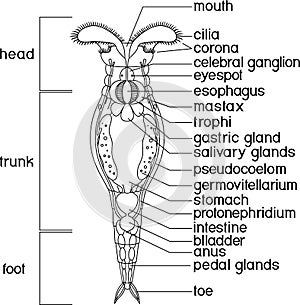 Coloring page with scheme of bdelloid rotifer anatomy